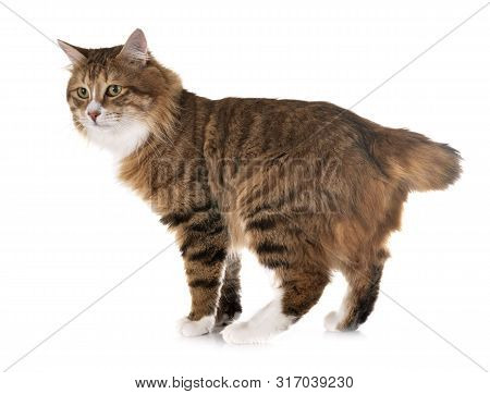 Kurilian Bobtail In Front Of White Background
