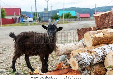 Young Brown Fluffy Goat Stands Near Logs On The Background Of Private Houses, Villages. Looking At T