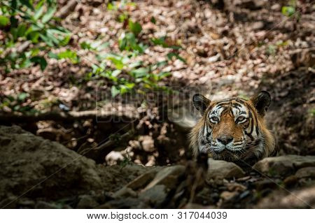 A Dashing And Handsome Looking Royal Bengal Wild Male Tiger Portrait With An Eye Contact. This Adult