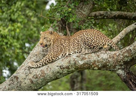 Leopard Lies Licking Lips On Lichen-covered Branch