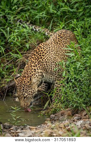 Leopard Stands In Bushes Drinking From Shallows