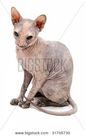 หนุ่มดอน Sphynx บนพื้นหลังสีขาว