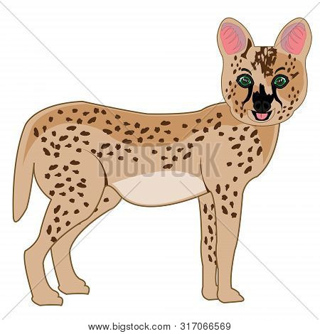Wildcat Serval On White Background Is Insulated
