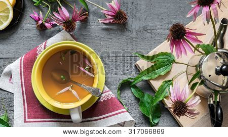 Echinacea Is A Medicinal Herb With Immune Stimulating Effects