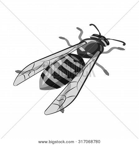 Isolated Object Of Bee And Honey Sign. Set Of Bee And Nature Stock Vector Illustration.