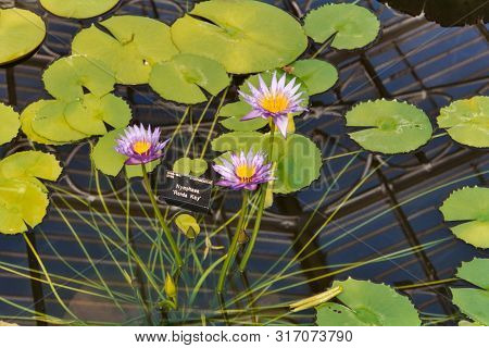 Closeup Of The Huge Floating Lilly Pad Leaves And Flowers