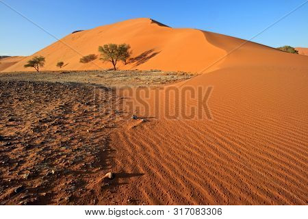 Red sand dune with stone pebbles and thorn trees, Sossusvlei, Namib desert, Namibia