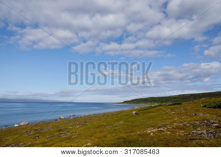 Sredniy Peninsula, Murmansk Region, Algae Thrown Surf, Shore Of The Arctic Ocean, Sredniy Peninsula