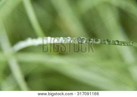 Beautiful close up of raindrops on green leaf. Isolated on blurred background. Horizontal shot.