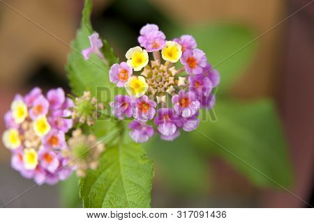The lush beauty of the Lantana camara flower with raindrops. Blurred background.