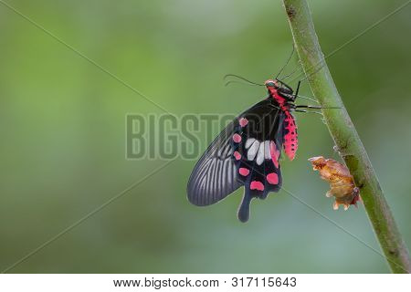 Transformation Of Common Rose Butterfly Emerging From Cocoon, Chrysalis