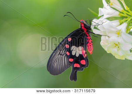 Common Rose Butterfly Hang On White Flower Over Green Background,concept For Natural Background