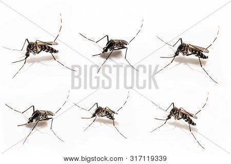 Aedes Albopictus Mosquito Sucking Blood On Skin,macro Close Up Isolate On White Background