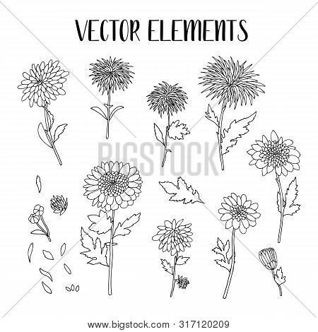 Illustration Vector Chrysanthemum. Elements For Coloring Design