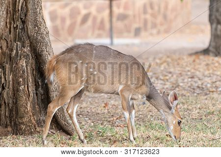 A Bushbuck Ewe, Tragelaphus Scriptus, Grazing Next To A Tree Stump