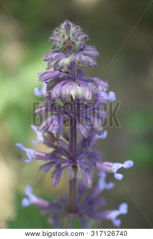 Blue Flower Lupinus Angustifolius. Wolf Beans Plant