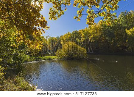 Trees With Bright Yellow Fall Foliage On The Shore Of The Pond. Sunny Day In October. Landscape Rese
