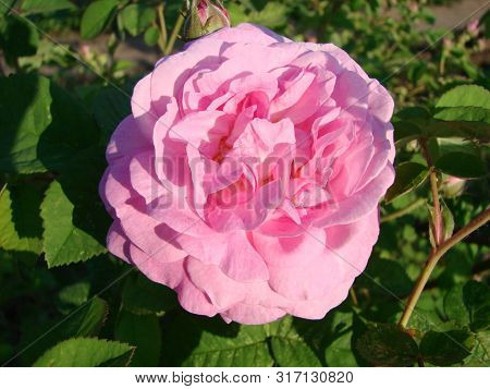 Teahouse Roses. Beautiful Flowers Of Teahouse Roses In A Garden Bed