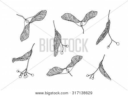 Set Of Hand Drawn Maple And Linden Tree Seeds Outline. Plant Painting By Ink Pen. Sketch Botanical V