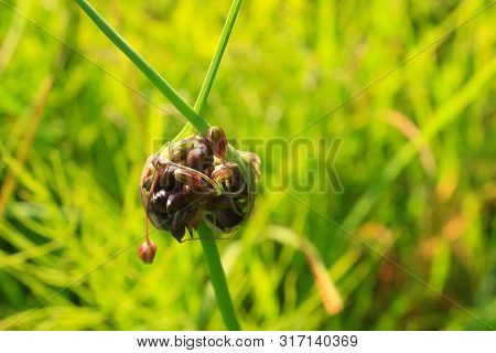 Allium Oleraceum On A Green Field
