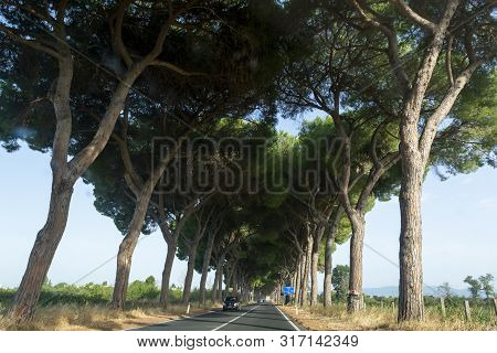 Scenic Driving On New Via Appia Road S7 With High Green  Mediterranean Pine Trees Connected Rome, La