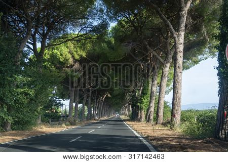Scenic Driving On New Via Appia Road S7 With High Green  Mediterranean Pine Trees Connected Rome, La
