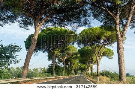 Scenic Driving On New Via Appia Road S7 With High Green  Mediterranean Pine Trees Connected Rome, La