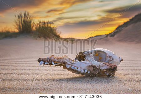Animal Skull On The Sand, Extinction Concept