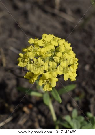 Gold Alissum Or Borax. Blossoming Alissum (the Alison, Gmelina) In The Garden. Flowers