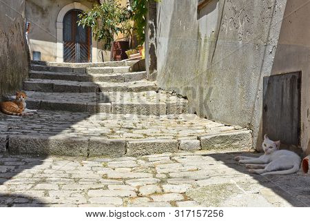 Cats Rest In The Shadows In A Small Italian Town