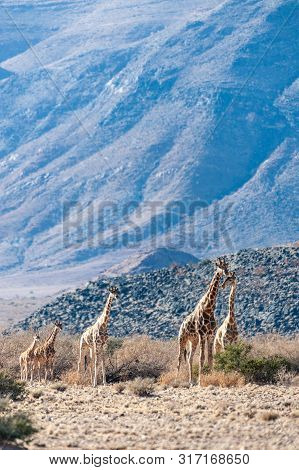 A Group Of Giraffes Grazing In The Desert Of Central Namibia. Hardap Region Namibia.