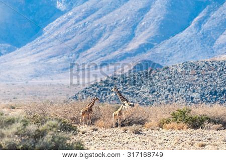 A Group Of Giraffes Grazing In The Desert Of Central Namibia. Hardap Region Namibia.