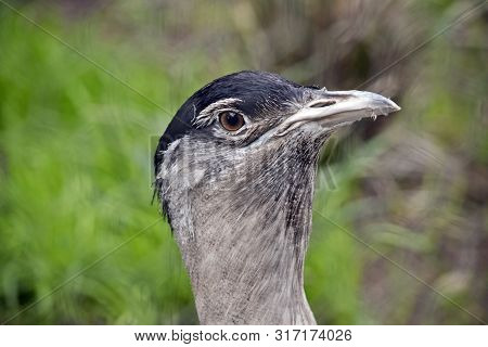 This Is A Close Up Of An Australian Bustard