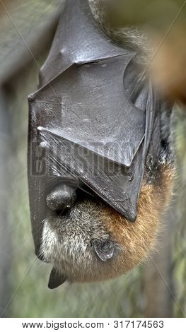 The Fruit Bat Hangs Upside Down While Resting