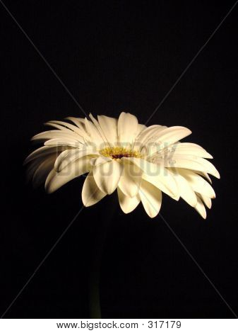 Gerbera