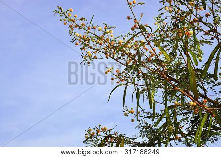 The Flowers And Buds On The Cast In The Blue Sky