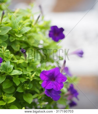Petunia Hybrida, Solanaceae, Name Purple Flower Bouquet Beautiful On Blurred Of Nature Background Fl