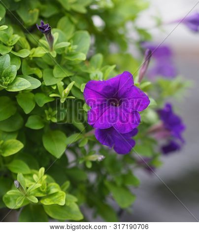 Petunia Hybrida, Solanaceae, Name Purple Flower Bouquet Beautiful On Blurred Of Nature Background Fl