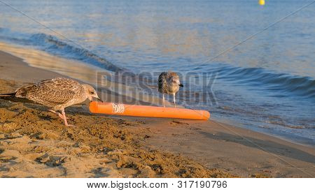 Seagulls On The Sea Sandy Shore. Hungry Seagulls Are Looking For Food On The Beach. Wild Bird Life. 