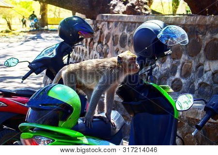 A Monkey Sit On Green Motorcircle With Helmet In Parking Lot