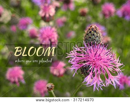 Bloom Where You Are Planted - Inspirational Motivation Quote. Purple Flower Knapweed Blooming In The
