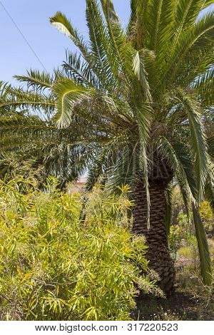 Canary Palm Phoenix Canariensis Is A Species Of Flowering Plant In The Palm Family Arecaceae.