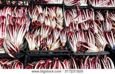 Red Chicory Also Called Radicchio Tardivo In Italian Language At Vegetables Market