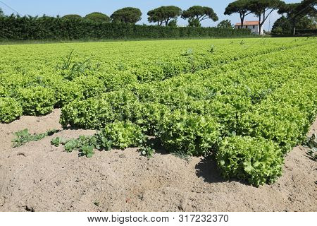 Green Lettuce With Sandy Soil To Favor The Growth Of Vegetables In Summer
