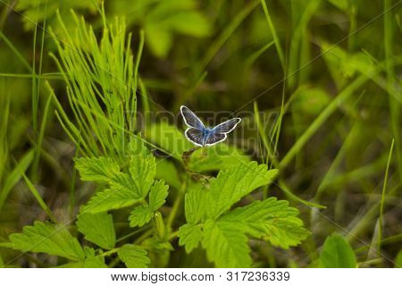 Small Butterfly With Blue Wings On The Trunk