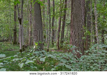 Deciduous Tree Stand In Summer With Oak And Alder Old Trees Among Juvenile Hornbeam, Bialowieza Fore