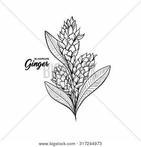 Gingerflower Blossoming Plant Spice. Botanical Vector Illustration For Posters Or Banner Design
