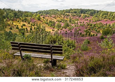 Beautiful View With Park Bench In The Lüneburg Heath Nature Park (nature Reserve) During The Heath B