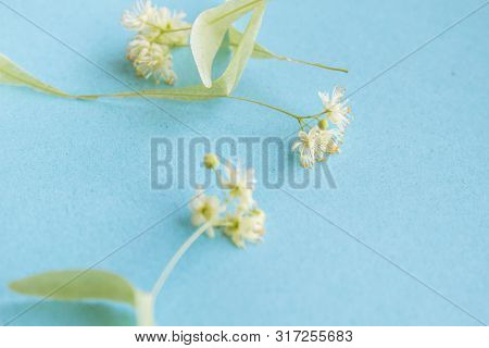 Yellow Flowers Of Fragrant Linden Macro On A Blue Background. Healing Plant. Copy Space
