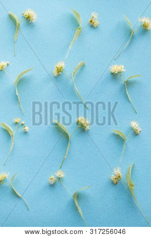 Yellow Flowers Of Fragrant Linden Macro On A Blue Background. Healing Plant